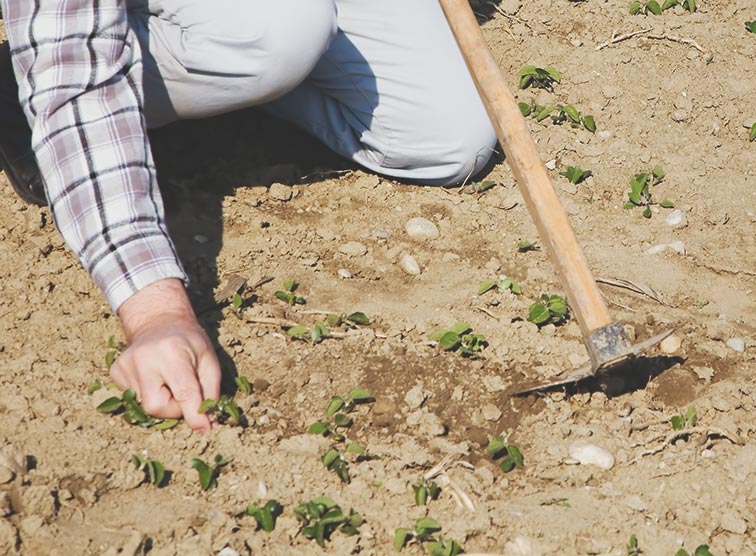 Ein Landwirt kontrolliert die kleinen Pflanzen auf einem Feld 