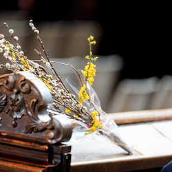 2025 Palmsonntag / Erzdiözese Wien/ Schönlaub, Stephan Schönlaub